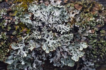 Moss and lichen