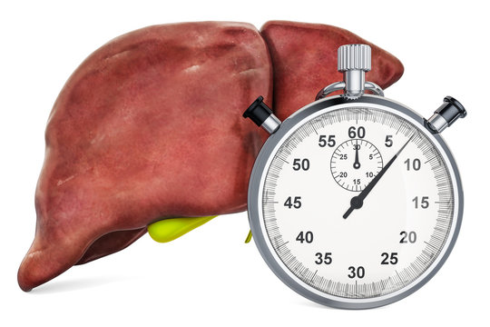 Human liver with stopwatch. First aid and treatment of liver concept, 3D rendering