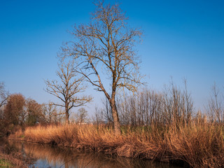 Spring Nature with blue Sky and trees without leaves