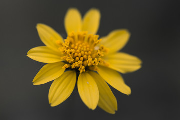 yellow daisy flower