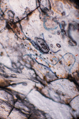 Bio Mikro Welt der Kleinsten Dinge