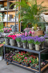 Fototapeta na wymiar Springtime blooming potted Campanula muralis or violet bellflowers and other plants on the shelfs of greek flowers bar.