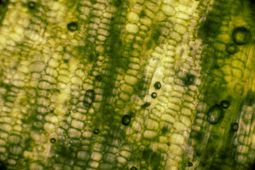 Bio Mikro Welt der Kleinsten Dinge
