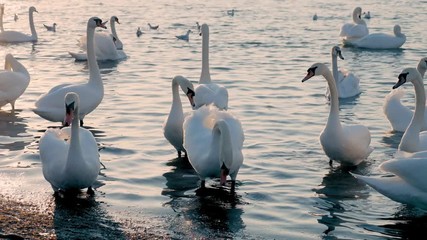 a flock of beautiful white swans swims in the sea. migratory birds in warm lands