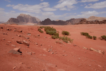 Grüne Sträucher im roten Wüstensand im Wadi Rum