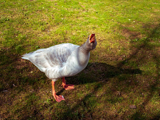 Swan protection his green field