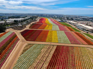 Aerial view of Carlsbad Flower Fields. tourist can enjoy hillsides of colorful Giant Ranunculus...