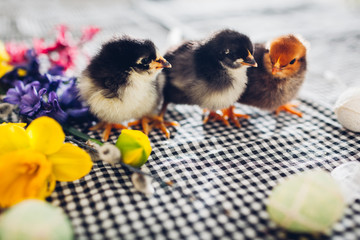 Easter chickens. Little black chicks walking among flowers and Easter eggs.