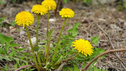 Obraz premium yellow dandelions in green grass