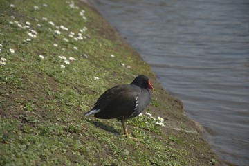 Dzikie kaczki w parku  © Iwona
