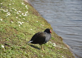 Dzikie kaczki w parku © Iwona