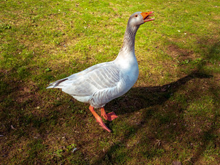 Swan protection his green field