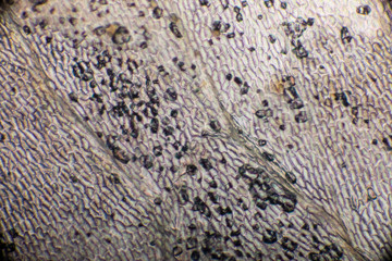 Bio Mikro Welt der Kleinsten Dinge