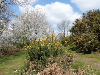 Spring scene on Chorleywood Common, Hertfordshire