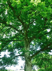 Woodland and Trees.
