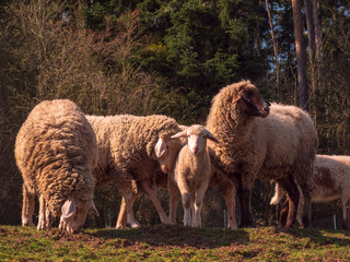 Young sheep family during Spring