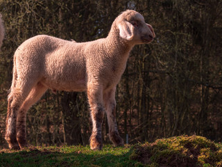 Young sheep family during Spring