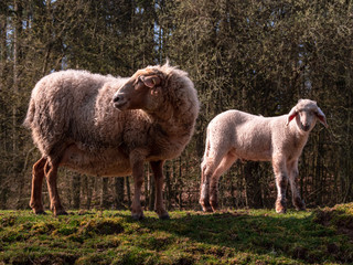 Obraz na płótnie Canvas Young sheep family during Spring
