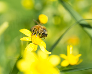 bee on flower