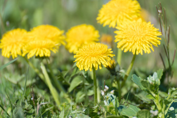 yellow dandelions in a meadow