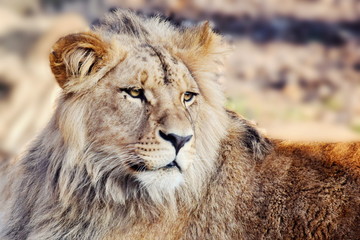 Katanga Lion Panthera Leo Bleyenberghi Portrait