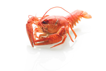 Red boiled crayfish isolated on white background