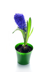 Violet hyacinth flowers