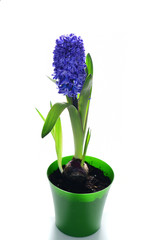 Violet hyacinth flowers