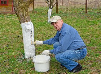 A male grower whitens the trunk of an apple tree.  Spring garden work