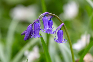 A close up of a bluebell flower in springtime, with a shallow depth of field