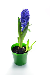 Violet hyacinth flowers