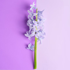 Violet hyacinth flowers on  purple background
