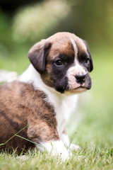 Obraz premium Hund niedlicher Boxer Welpen mit Maske draußen im Garten auf einer Wiese