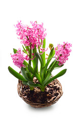 Closeup of pink hyacinth flowers in wicker basket
