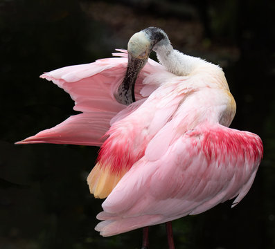 Pink roseate spoonbill with red highlights and a large flat spoon-shaped bill is preening its feathers against a dark background.