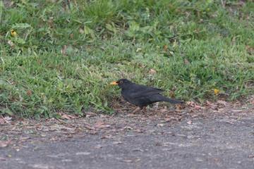 blackbird in the grass