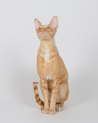 Super Cute Cat