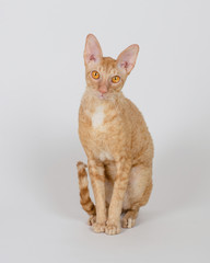 Super Cute Cat