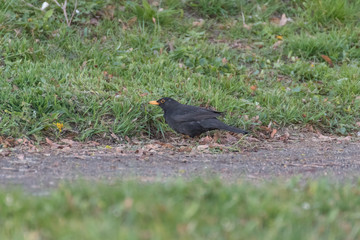 blackbird in the grass