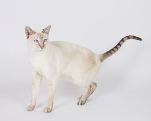 Super Cute Cat