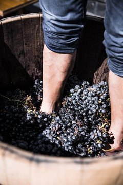 Crop legs of unrecognizable winemaker squeezing red grape juice in big barrel