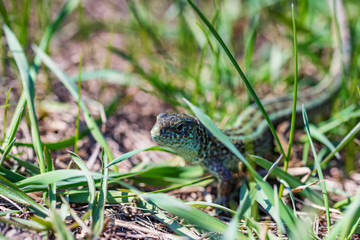 Portrait of happy quick lizard in grass