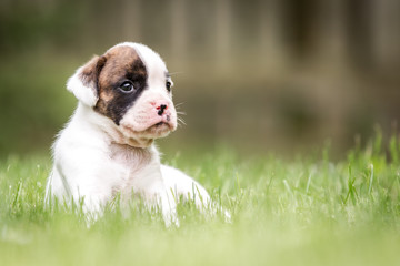 Boxer Welpen