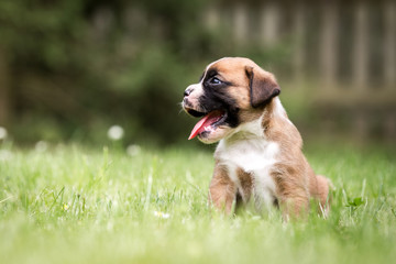 Hunde niedliche kleine Rassehunde Boxer Welpen auf einer Wiese schaut sich um und hechelt 