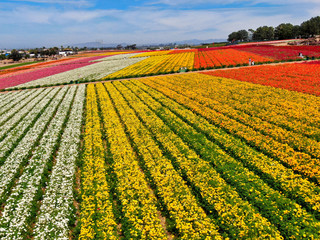 Aerial view of Carlsbad Flower Fields. tourist can enjoy hillsides of colorful Giant Ranunculus flowers during the annual bloom that runs March through mid May. Carlsbad, California, USA