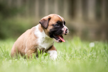 Obraz premium Boxer Welpen