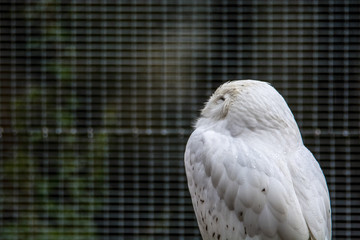 Zoo / zu Hause