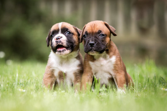 Boxer Puppies Images – Browse 40,111 Stock Photos, Vectors, and Video