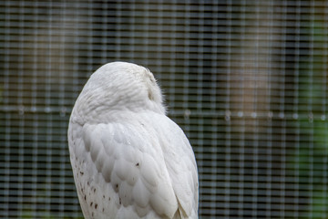 Zoo / zu Hause