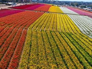 Aerial view of Carlsbad Flower Fields. tourist can enjoy hillsides of colorful Giant Ranunculus...
